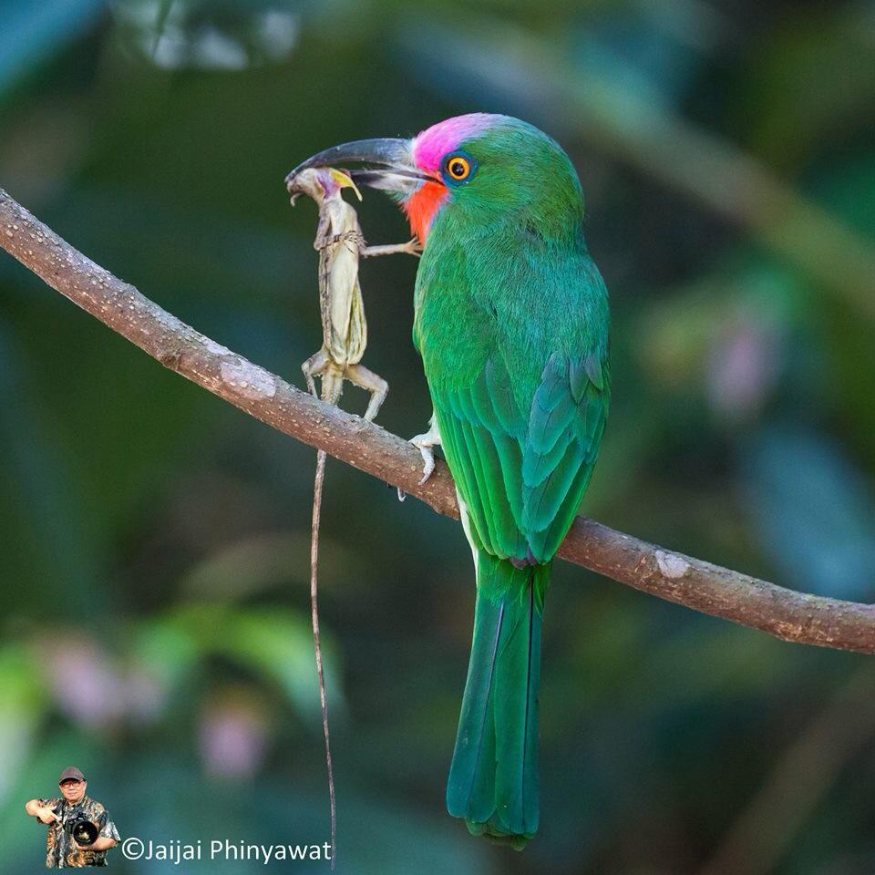 นกจาบคาเคราแดง Red bearded Bee eater Birds of Thailand Siam Avifauna